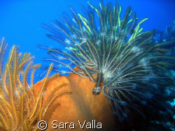 Crynoids like sun beams... by Sara Valla 